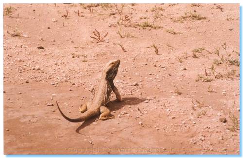 A Bearded Dragon on Gunner's Track, Wyperfeld