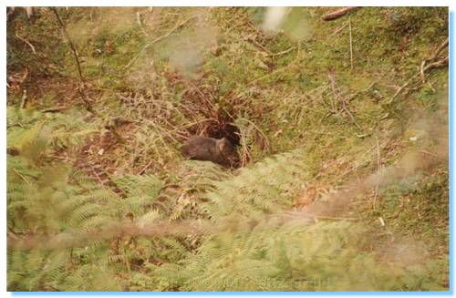 The suspicious wombat