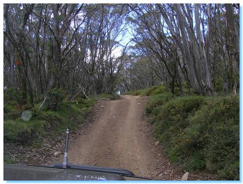 Climbing Mt Stirling from Howqua Gap