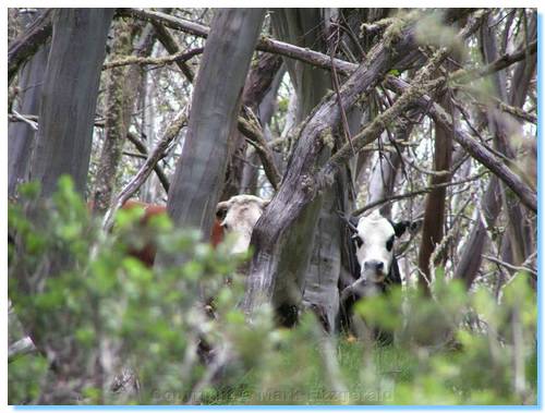 Watchful cows