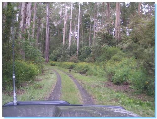 Black Faced Wallabies - Kennett Wye River Jeep Track