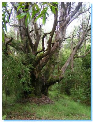 Beech Myrtle - Curtis Homestead Site