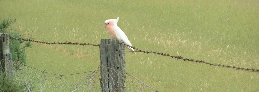 Major Mitchell Cockatoo, Mallee