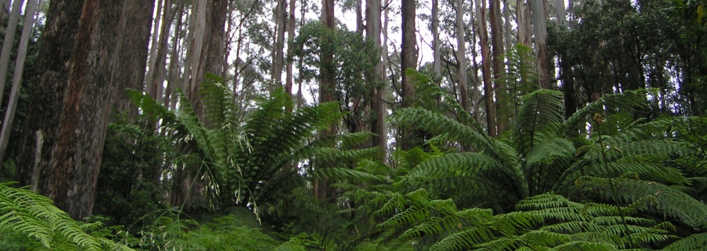 Mountain Ash, Mt Tanglefoot