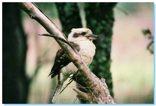 The vicious Kookaburra