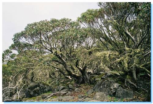 Trees on summit of Mt Torbrek