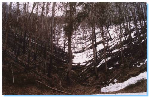 Trees starting to recover - Great Alpine Road