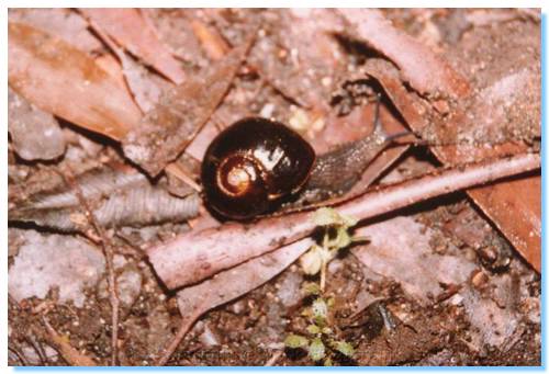 Rare Otways Black Snail