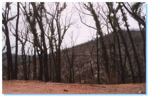 Roadside Reststop near Anglers Rest