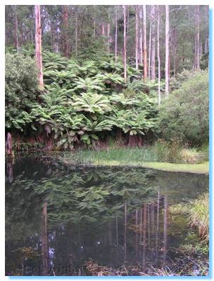 Tree Fern lined Billabong