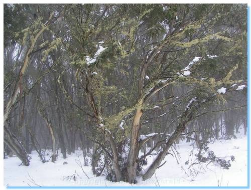 Snowy Snow Gum