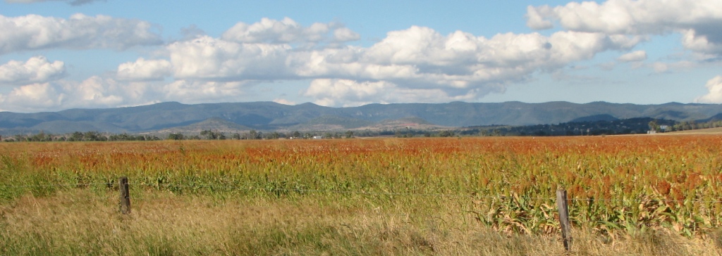 Sorghum Crop, Dalby